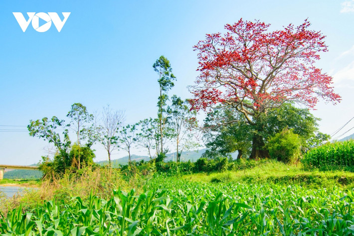 Những người cao niên trong làng cho biết, khi họ đến đây, cây gạo này đã có rồi và không biết cây hoa gạo này đã tồn tại ở đây được bao lâu, có thể là hàng trăm năm.