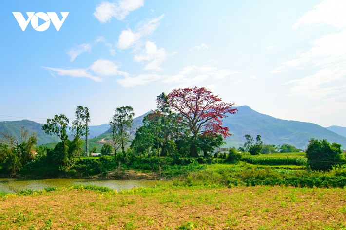 Cây Gạo này nằm trơ trọi giữa bãi bồi rộng lớn với những ruộng ngô, nương ngô thuộc thôn Ngọc Kinh Đông, xã Đại Hồng, huyện Đại Lộc, tỉnh Quảng Nam.