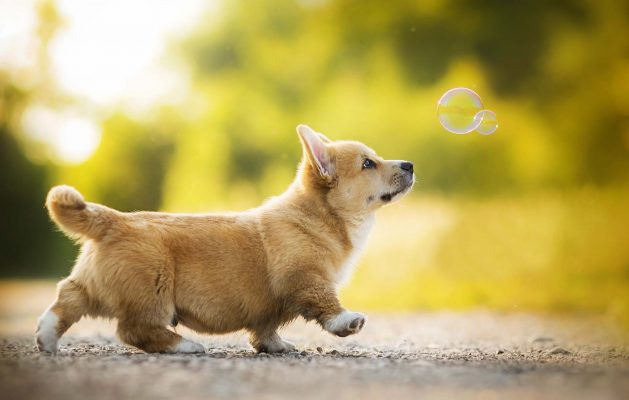 Nhờ vào sự cống hiến và đam mê với công việc, tuổi Tuất thường đạt được thành tựu lớn và có một tương lai rực rỡ, phúc lộc đến từ những việc làm tốt trong quá khứ.