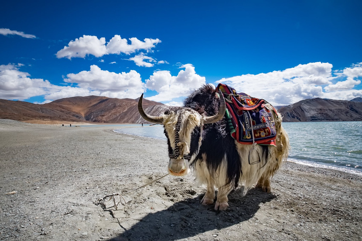 Yak sống ngoài tự nhiên nặng đến 1.000 kg, có bộ lông dài, dày, rủ xuống qua bụng. Yak hoang dã thường có màu sẫm. Trong khi đó, bò nhà lại có màu lông đa dạng hơn, phổ biến là nâu và kem. Sừng bò Yak có một đoạn cong đặc trưng và dài Một đặc điểm chung là chúng đều có một bướu trên lưng.