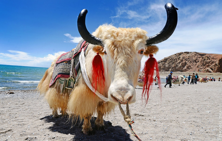 Bò Tây Tạng sống ở độ cao lớn nhất thế giới, dãy Himalaya, cao nguyên Thanh Hải - Tây Tạng (Trung Quốc) và xa về phía bắc tới tận Mông Cổ.
