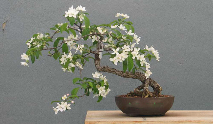 Nhưng cây cảnh này quả thực không thích hợp để trong phòng ngủ. Đó là vì mùi hương của chúng quá nồng, sẽ gây kích thích khiến người ta khó chịu. Ngoài ra, cây cảnh này rất ưa nắng, nếu phòng ngủ ít ánh nắng thì nguyệt quế có thể bị ảnh hướng, không ra hoa hoặc héo úa.