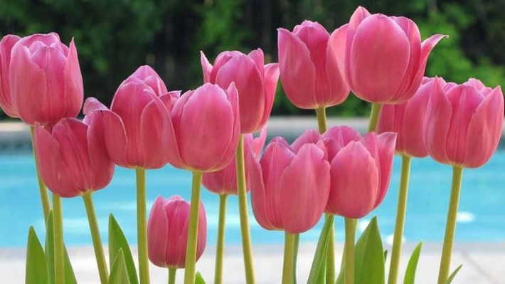 Củ cây có chất Tulipene, ăn phải sẽ gây chóng mặt, buồn nôn, ngộ độc. Ngoài ra, hương hoa tulip cũng rất độc. Những người ở trong môi trường kín gió với loài hoa này hơn hai giờ sẽ xuất hiện các triệu chứng ngộ độc như chóng mặt và buồn nôn.