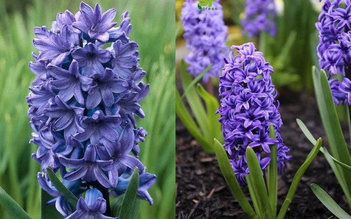 9. Cây cảnh: Dạ lan hương: Một số người thích hoa dạ lan hương (Hyacinth orientalis) vì chúng dễ trồng, màu sắc lộng lẫy. Hoa nở vào mùa đông và mùa xuân, khi nhở giống như bông hoa lục bình, rất đẹp và rực rỡ.
