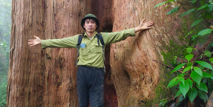 Con người bé nhỏ dưới gốc cây Sa mu dầu "khổng lồ".