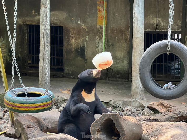 Khi thấy cây kem được treo trên cao, một chú gấu mon men lại gần liếm láp, và bắt đầu thưởng thức bữa tiệc kem