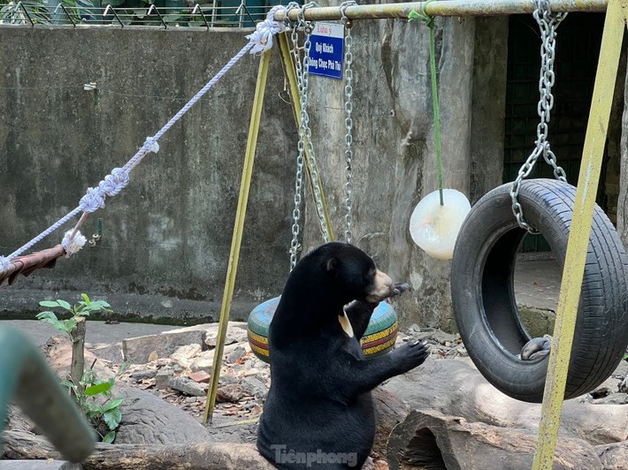 Dịp Tết năm nay, nhân viên vườn thú cho gấu ăn kem trước mặt du khách. Theo một số nhân viên nuôi gấu, bình thường các chú gấu vẫn được thưởng thức món kem đá nhưng chỉ dịp lễ Tết, du khách mới được tận mắt nhìn thấy gấu ăn kem.