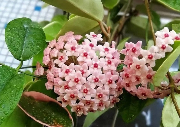 "Klink 8" lá tròn được coi là loài lan ra hoa nhiều nhất trong số các loài cẩm củ. Cây cảnh này có thể nở nhiều lần trong một năm. Thời kỳ ra hoa kéo dài, suốt từ mùa xuân sang mùa hạ và kết thúc vào mùa thu. Hoa nở với số lượng lớn, tạo nên vẻ đẹp đẽ và ngoại mục.