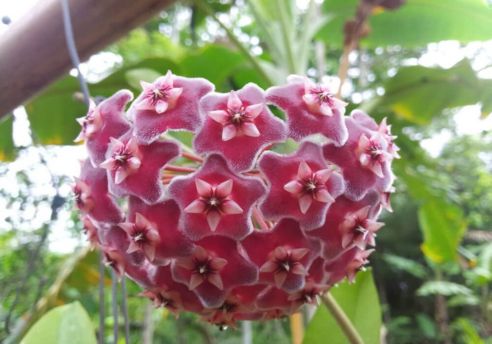 Cây cảnh này cũng có nhiều nhánh và có thể kết hợp với giá đỡ có thể được sử dụng để tạo thành một cột cây cảnh đẹp. Bạn cũng có thể trồng trong chậu treo để các nhánh tỏa xuống một cách đẹp, tự nghiên, nghệ thuật hơn trầu bà rất nhiều.