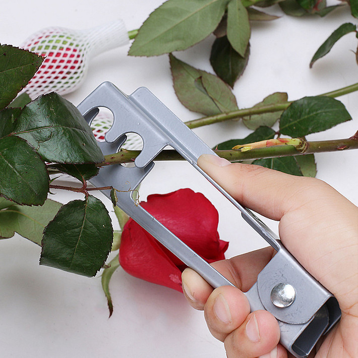 Chính vì thế khi mua về thắp hương nên lưu ý tuốt bẻ gai của chúng để tránh gây sát khí, đặc biệt tại ban thờ gia tiên. Gai nhọn có thể khiến linh hồn sợ hãi không thể về an ngự.