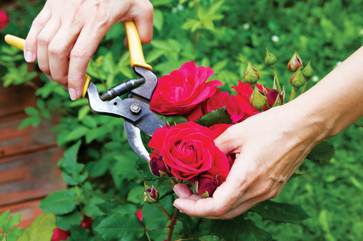 Chọn hoa hồng có nụ: Khi mau hoa hồng thắp hương nên ưu tiên chọn cành có lộc có nụ sẽ mang lại may mắn. Tránh thắp hương hoa đã nở to. Hoa hồng rất nhanh thối nước do đó khi thắp hương phải chú ý thay nước, tránh để hoa héo, bình hoa thối nước trên ban thờ. (*Thông tin mang tính tham khảo chiêm nghiệm).