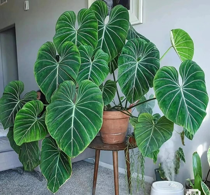 Giống với các loại cây trầu bà thường gặp, trầu bà Dean McDowell sợ những nơi có ánh sáng mạnh cũng như không thích tiếp xúc trực tiếp với ánh nắng mặt trời và yêu thích môi trường nửa râm mát. Vì là cây nhiệt đới nên chúng có thể chịu được nóng, không chịu được lạnh và nhiệt độ sống lý tưởng thường không thấp hơn 5 độ C.