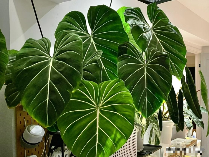 Đây là một loại cây cảnh lai từ giống Philodendron pastazanum và Philodendron gloriosum nên có vẻ ngoài độc đáo, sang trọng và vô cùng bắt mắt. Khi nhìn thấy cây cảnh này, bạn sẽ ngay lập tức ấn tượng với những đường gân có kết cấu rõ ràng, nổi bật và màu sắc giống như huỳnh quang hoặc ánh nhung của cây.