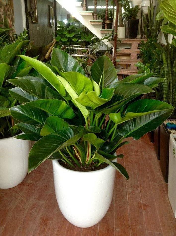 Đại hoàng đế: Ngoài tên gọi đại hoàng đế, người ta còn gọi cây cảnh này bằng những cái tên như đại đế vương, Anthurium salvinii (tên khoa học). Đây là cây cảnh thuộc họ Ráy, có lá màu xanh tím, hơi thuôn nhọn về phía hai đầu lá và phần mép gợn sóng.