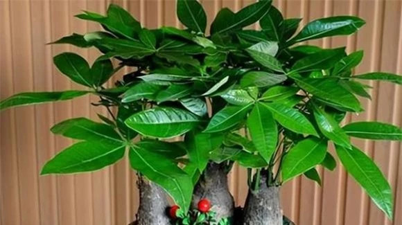 4. Cây kim ngân: Cây kim ngân có ý nghĩa là thu hút tài lộc, thịnh vượng. Thân cây dày, lá mọc thành tán, bộ rễ mỏng manh, đặc biệt sợ tích tụ nước, nên giữ môi trường thông thoáng khí.