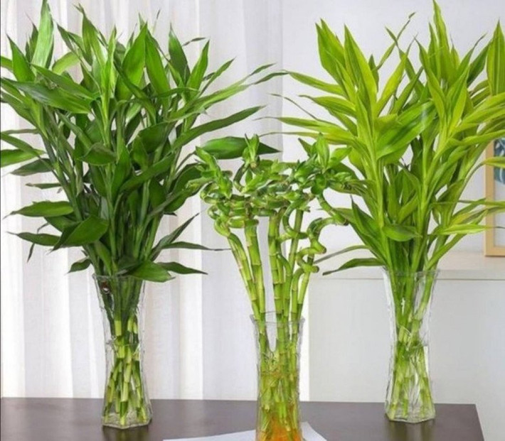 Với loại cây này, không được tiếp xúc với ánh sáng mạnh dễ bị cháy nắng. Khi trồng, bạn nên bón dinh dưỡng thích hợp, lá sẽ xanh tươi hơn.