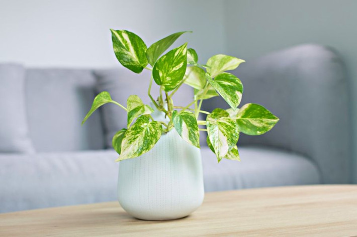 Hơn nữa trầu bà có tác dụng hấp thụ những chất độc hại trong không khí, bức xạ từ các thiết bị điện từ, lại có thể mang đến tài lộc và may mắn cho gia chủ.