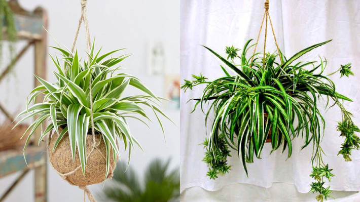 Do đó bạn hoàn toàn có thể mang chúng vào trong nhà và thỉnh thoảng mang ra ban công nơi có ánh sáng nhưng không bị nắng trực tiếp. Lan chi giúp thanh lọc không khí, diệt khuẩn rất tốt.