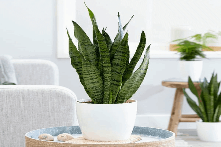 Lưỡi hổ còn mang ý nghĩa phong thủy rất đẹp đó là quân tử, tài lộc, thịnh vượng, ngay thẳng. Lá lưỡi hổ còn thanh lọc không khí rất tốt. Cây lưỡi hổ cũng không cần tưới nước hay bón phân thường xuyên, nhưng thỉnh thoảng bạn nên lau lá để lá cây sáng bóng, đẹp hơn.