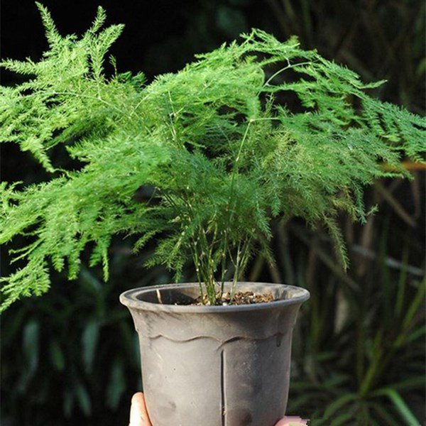 2. Măng tây: Măng tây với tán lá xanh nhỏ li ti cũng rất đẹp. Chúng cũng là cây chịu được bóng râm. Chúng chỉ cần ánh sáng phòng vừa phải không cần ánh sáng trực tiếp. Ánh sáng trực tiếp còn khiến lá cây bị vàng úa.