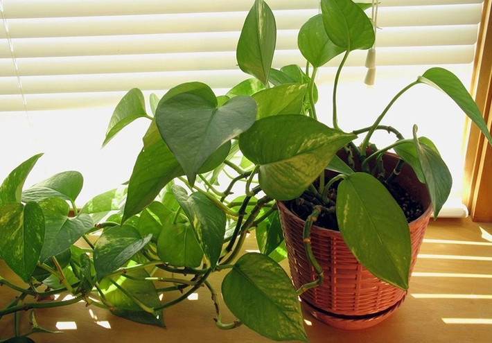 Trầu bà sợ nắng gắt, sống trong bóng râm và lại hút mùi, thanh lọc tạo ẩm cho căn phòng. Trầu bà dễ nhân giống bằng ngắ gọn giâm cành nên càng thuận tiện trong khi trồng.