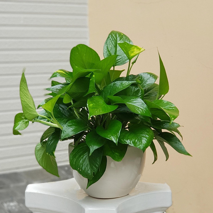 4. Trầu bà: Trầu bà là một trong những loại cây phong thủy được nhiều người chọn trồng trong nhà bởi chúng rất dễ sống lại ưa bóng dâm.