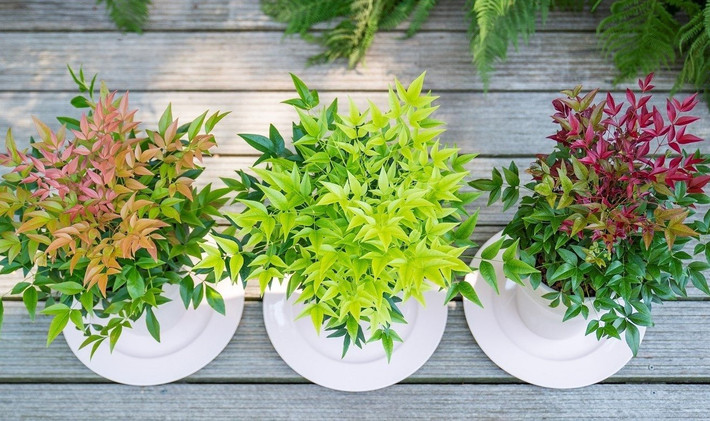 Đây là cây cảnh phổ biến được trồng để làm cây cảnh trong sân vườn ở nhiều nơi trên thế giới. Người ta còn cắt cành nam thiên trúc vào cắm trong nhà, rất ấn tượng, tinh tế, nghệ thuật.