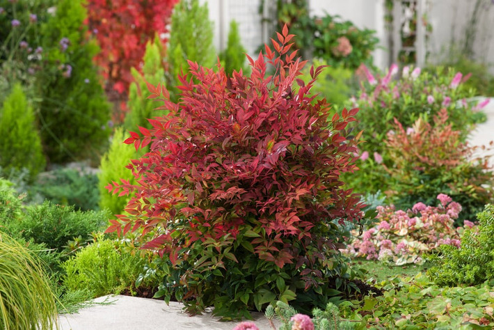 Cây cảnh nam thiên trúc hay còn gọi là Nandina có tên khoa học là Nandina Domestica Thunb. Cây cảnh này là một loài cây bụi có thân dạng rễ mút, thuộc họ Hoàng mộc (Berberidaceae). Mặc dù tên gọi có từ trúc, nhưng nó không có quan hệ họ hàng gì với tre, trúc.