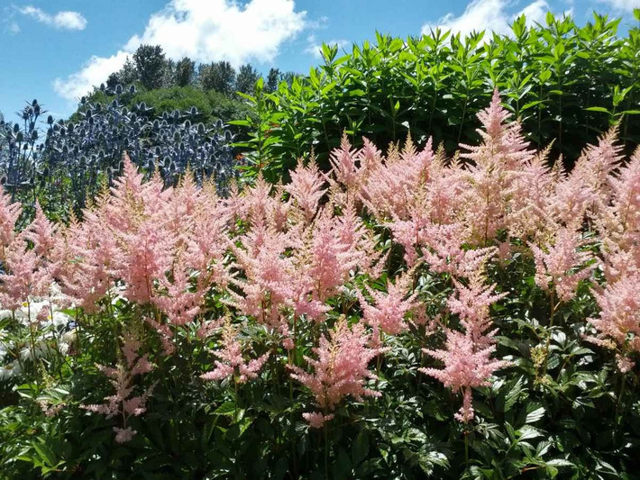 Astilbe có khoảng 20 loài, là một trong những loài hoa lâu năm dễ trồng nhất. Mặc dù là cây thân thảo nhưng cành của nó nhỏ gọn, tròn trịa, có cành và lá tươi tốt, xanh tươi, tràn đầy sức sống, cao khoảng 0.5-1m.