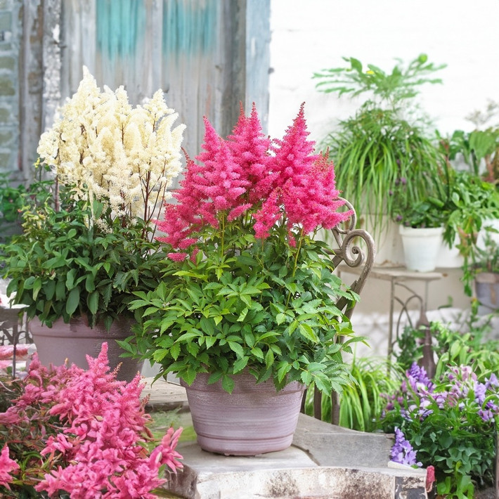 Hoa hạnh phúc Astilbe được coi là biểu tượng của tình yêu, sự tinh khiết và tình bạn. Với vẻ đẹp của nó, hoa Astilbe đã trở thành một món quà ý nghĩa cho những người mà bạn yêu thương.
