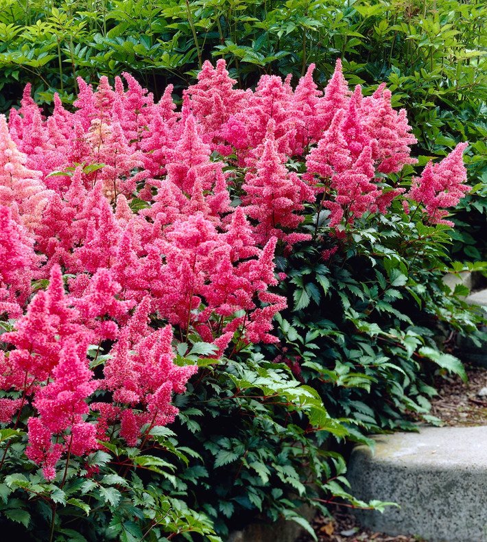 Thời gian ra hoa của Astilbe cũng khá dài. Nó bắt đầu nở hoa vào tháng 5 hàng năm, ở vùng nóng có thể ra hoa sớm hơn và có thể kéo dài đến tháng 10.