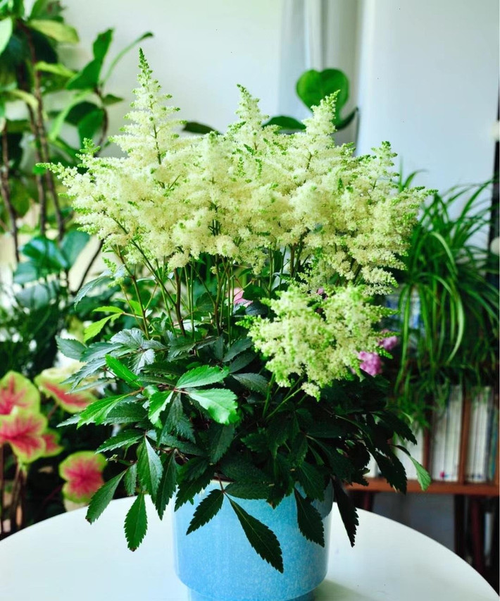 Đặc biệt, trong các buổi lễ cưới, hoa Astilbe thường được sử dụng để tạo nên một không gian lãng mạn và ngọt ngào. Các cô dâu cầm hoa hạnh phúc trên tay trong ngày trọng đại của đời mình giống như mang theo lời chúc phúc có được cuộc hôn nhân hạnh phúc, viêm mãn.