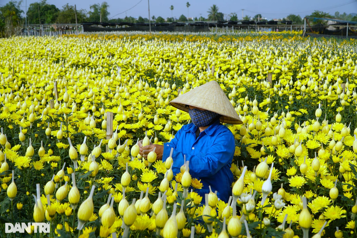 Đây là thời điểm bận rộn, số lượng hoa cung ứng ra thị trường cũng nhiều nhất. Vì vậy, từ đầu tháng 10 Âm lịch, họ đã "chạy đua với thời gian" để chăm sóc, sản xuất hoa phục vụ người dân.