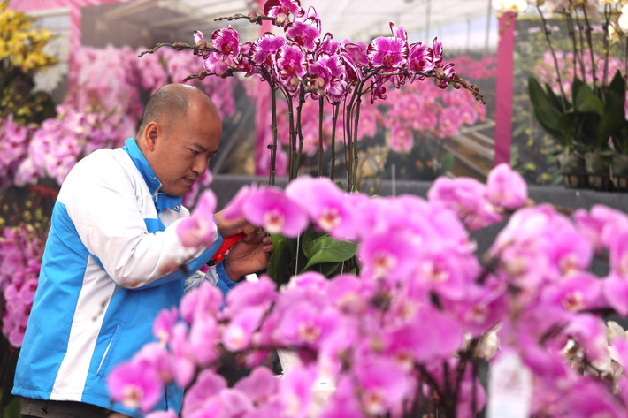 Càng vào những ngày giáp tết, những người làm việc trong cửa hàng càng tất bận hơn với công việc cắm hoa.