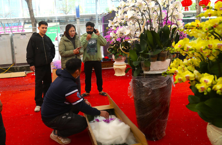Vào những ngày này, khách đã bắt đầu đến xem và mua lan nhiều hơn.