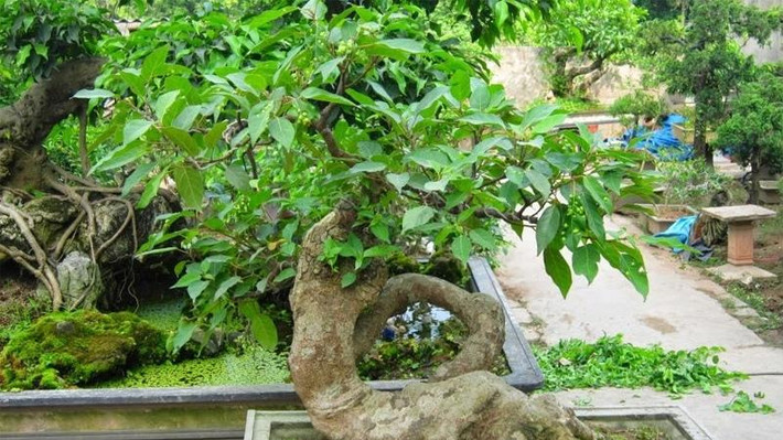 Phía sau ngôi nhà nếu trồng cây sung cũng sẽ mang lại may mắn cho chủ nhà, cuộc sống hanh thông thuận lợi. Đồng thời cây sung cũng thể hiện cho sự sung túc sum vầy, may mắn trong mỗi gia đình.