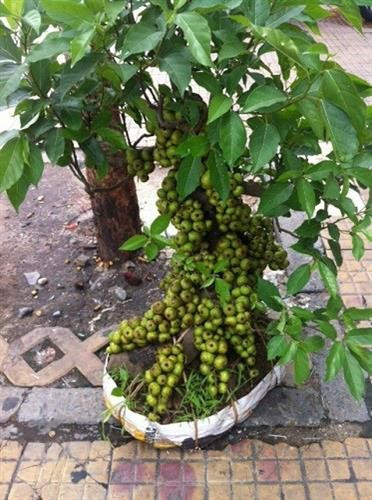 Đồng thời, linh khí ở cây sung sẽ giúp cho ngôi nhà của bạn luôn an toàn, không có gì xâm nhập được, cuộc sống luôn vui vẻ hài hòa, êm ấm.
