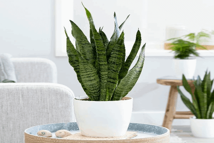 Đồng thời, theo quan niệm dân gian thì cây lưỡi hổ vốn liên quan nhiều tới nhà Phật nên khi bạn trồng chúng ở trong nhà hoặc khu vực phòng khách, ban công sẽ mang tới nhiều tài lộc.