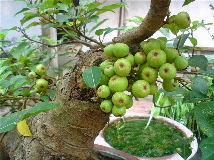 Cây sung: Cây sung biểu tượng cho sự sung túc, đầy đủ. Bên cạnh đó, cây sung thường mọc quả từng chùm lớn thể hiện cho sự đoàn viên sum vầy trong mỗi gia đình. Chính vì vậy, nếu bạn trồng cây sung sau nhà, nó sẽ mang tới nhiều may mắn.