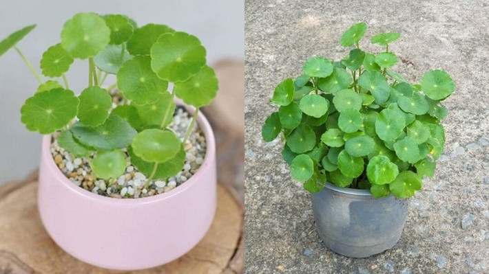 Hãy rèn luyện kỹ năng phân tích cá nhân của bạn mạnh mẽ hơn, hành động quyết đoán và mang lại cho bạn sự giàu có.