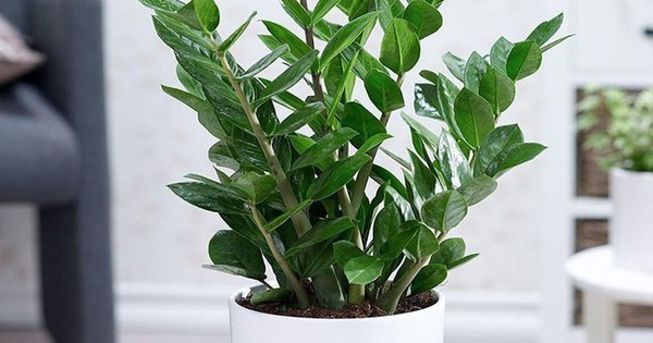 Đặt một cây kim tiền có nhiều lá to trong phòng khách mang ý nghĩa may mắn và rất có ích cho tài lộc của gia đình.