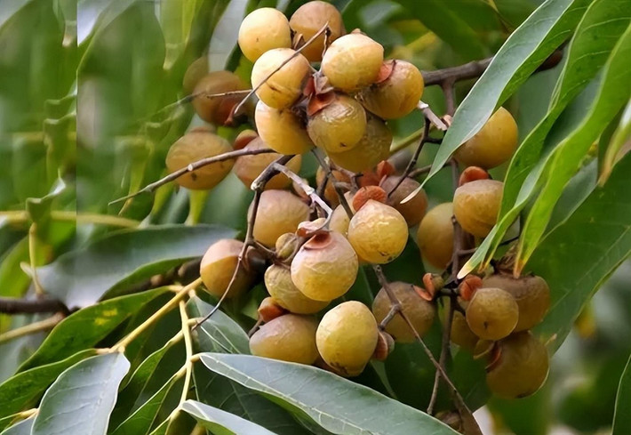 Đạo giáo cổ đại thường sử dụng bồ hòn để xua đuổi tà ma và tránh tai họa. Theo người xưa, gậy làm bằng gỗ bồ hòn có tác dụng xua đuổi ma quỷ, đeo chuỗi hạt làm từ hạt bồ hòn có thể xua đuổi xui xẻo, rủi ro.