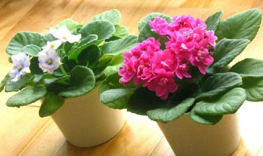 Ngoài ra, mỗi màu hoa cũng có những ngôn ngữ khác nhau. Ví như màu hồng tử linh lan gợi cho người ta sự ấm áp và cảm giác như ở nhà. Vì vậy ngôn ngữ của tử linh lan màu hồng là: hãy chăm sóc tôi và hãy tử tế với tôi.