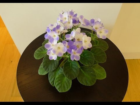 Hơn nữa, cây cảnh này dễ trồng và dễ chăm sóc. Tử linh lan cần bóng mát vào mùa hè để giữ cho lá xanh; đủ ánh nắng vào mùa đông có thể đảm bảo hoa nở liên tục.