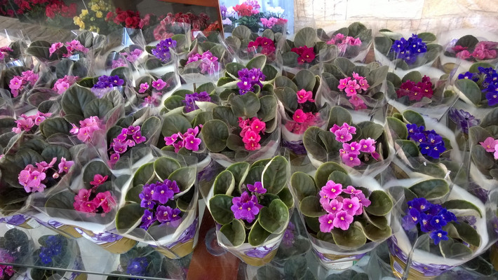 Loại hoa này rất dễ dàng để kết hợp trang trí. Màu sắc của nó hầu như phù hợp với tất cả nội thất trong nhà. Màu sắc cổ điển và tinh tế của loài hoa này giúp gia đình bạn trở nên sang trọng và ấm cũng hơn rất nhiều.