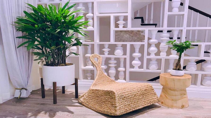Trong phòng khách, trúc tượng trưng cho sự giàu có và thịnh vượng. Khi đặt trong phòng ngủ, cây này mang lại sức khỏe và hạnh phúc. Còn trong không gian làm việc, cây trúc được cho là sẽ mang lại thành công nghề nghiệp và học thuật, đồng thời tạo điều kiện thuận lợi cho công việc.