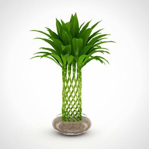 Cây trúc có thể được trồng trong đất hoặc thủy canh. Đối với thủy canh, việc thay nước định kỳ là quan trọng, và sử dụng nước có độ pH hơi axit sẽ giúp cây phát triển tốt hơn. Những gia đình có cây trúc xanh tốt thường được cho là sẽ gặp nhiều may mắn, bình an và giàu sang.