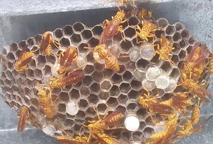 Ong đến nhà làm tổ: Theo quan niệm dân gian, ong bay vào nhà là tài lộc đang đến. Tài lộc sẽ nhân đôi nếu ong làm tổ ngay ở khu vực cửa nhà. Ong bay vào nhà là một điềm báo cực tốt, dự báo tương của gia chủ rộng mở, làm ăn phát đạt, tiền bạc dư giả.