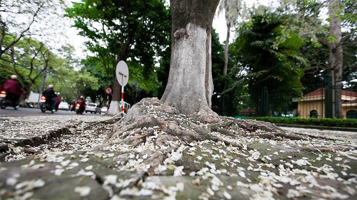 Những cánh hoa như những bông tuyết trắng, giăng ngập lối về...