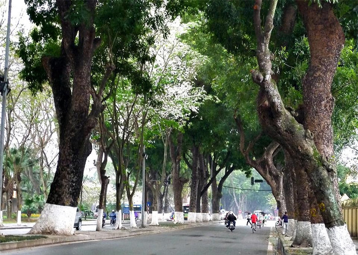 ...và trên nhiều con phố ở Hà Nội như Thanh Niên, Phan Đình Phùng, Hoàng Diệu, Trần Hưng Đạo...